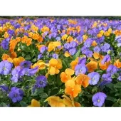 Papermoon Fototapete "Farbenfrohe Blumen", bunt, B:2m L:1,49m, Vlies, Tapeten, Fototapete