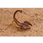 Papermoon Fototapete "Aggressiver Skorpion", bunt, B:3m L:2,2m, Vlies, Tapeten, Fototapete