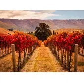 Papermoon Fototapete "Autumn Vineyard", bunt, B:2m L:1,49m, Vlies, Tapeten, Fototapete