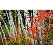 Papermoon Fototapete "Herbst Birkenwald", bunt, B:3,5m L:2,6m, Vlies, Tapeten, Fototapete