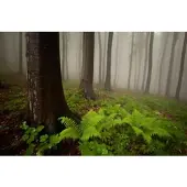 Papermoon Fototapete "Mystischer Wald", bunt, B:5m L:2,8m, Vlies, Tapeten, Fototapete