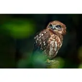 Papermoon Fototapete "Brown Wood Owl", bunt, B:4,5m L:2,8m, Vlies, Tapeten, Fototapete