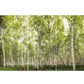Winwall Duschrückwand Aluverbund Birkenwald, 3-er Set, 2500x1000 mm