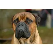 Papermoon Fototapete "Bullmastiff-Porträt", bunt, B:3m L:2,2m, Vlies, Tapeten, Fototapete
