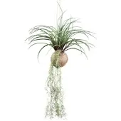 Modern Living Kunstpflanze Tilandsia Stricta II in Grün