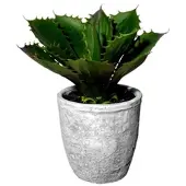 Modern Living Kunstpflanze Echeveria in Grün