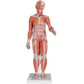 3B Scientific Muskelfigur, weiblich, 21-teilig - 3B Smart Anatomy