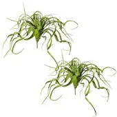 Creativ Green künstliche Pflanze Tillandsien-Hänger, ca 70cm, 2er Set