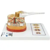 3B Scientific Rückenmark Modell mit Nervenenden - 3B Smart Anatomy