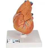 3B Scientific Herzmodell "Klassik" mit Thymus, 3-teilig - 3B Smart Anatomy