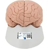 3B Scientific Menschliches Gehirnmodell, 4-teilig - 3B Smart Anatomy