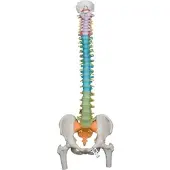 3B Scientific Flexibles Wirbelsäulenmodell "Didaktik" mit farbig differenzierten Abschnitten &...
