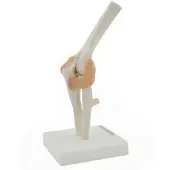 HeineScientific Anatomisches Modell Ellenbogen mit Bändern Skelett