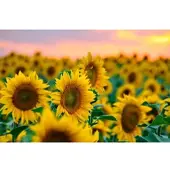 Papermoon Fototapete "Feld der Sonnenblumen", bunt, B:4,5m L:2,8m, Vlies, Tapeten, Fototapete