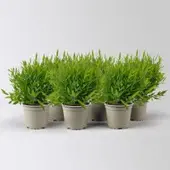 Pflanzen-Kölle Zimmerbambus, Topf-Ø 12cm, 6 Pflanzen