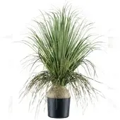 Creativ Green künstliche Pflanze Beaucarnea, 68cm
