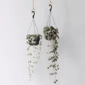 Pflanzen-Kölle Grünpflanzen-Set Rapunzel, Hängeampel-Ø 14 cm, 2 Pflanzen