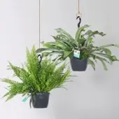 Pflanzen-Kölle Grünpflanzen-Set Farn-Duo, Hängeampel-Ø 17/18 cm, 2 Pflanzen