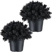 Creativ Green Kunstpflanze "Eukalyptus", schwarz, H:13cm, Kunststoff, Kunstpflanzen, Kunstpflanze, in Kugelform