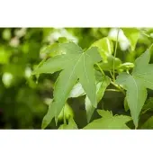 Pflanzen für Dich Liquidambar Styraciflua Slender Silhouette Amberbaum 100–125 cm