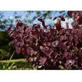 Pflanzen für Dich Cercis Canadensis Merlot Judasbaum Dunkelrot 100–125 cm