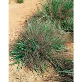 Pflanzen für Dich Eragrostis spectabilis 'Purple Love', Purpur-Liebesgras, 2 Liter Container