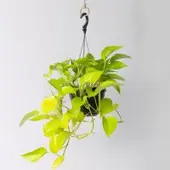 Pflanzen-Kölle Efeutute 'Golden Pothos' in Blumenampel, Topf-Ø 15 cm