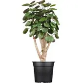 Pflanzen-Kölle Polyscias 'Fabian', Topf-Ø 17 cm, Höhe ca. 60 cm
