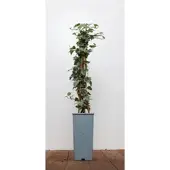 Pflanzen für Dich Hedera Helix Eva Efeu Grün-Gelb 40–60 cm