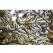 Pflanzen für Dich Abies Koreana Koreanische Tanne 125–150 cm