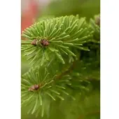 Pflanzen für Dich Abies Fraseri Fraser-Tanne 125–150 cm