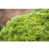 Pflanzen für Dich Abies Koreana Kristallkugel Tanne Kompakt 15–20 cm