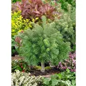 Pflanzen für Dich Abies Lasiocarpa Green Globe Kompakt 60–70 cm