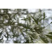 Pflanzen für Dich Alnus Glutinosa Imperialis Schwarzerle 180 cm Stammhöhe