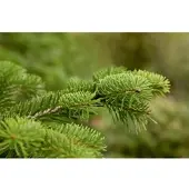 Pflanzen für Dich Abies Nordmanniana Nordmanntanne 60–80 cm