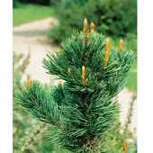 Pflanzen für Dich Pinus Aristata Grannen-Kiefer 25–30 cm Robust Und Pflegeleicht