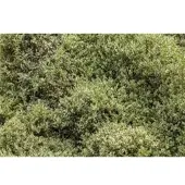 Pflanzen für Dich Buxus Sempervirens Elegantissima Buchsbaum Grün-Weiß 120–130 cm