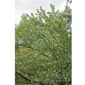 Pflanzen für Dich Davidia Involucrata Vilmoriniana Taschentuchbaum 175–200 cm