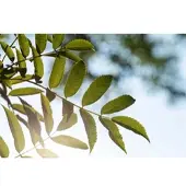 Pflanzen für Dich Sorbus Serotina Eberesche 150–200 cm