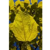 Pflanzen für Dich Catalpa Bignonioides Aurea Trompetenbaum Goldgelb 200–250 cm
