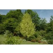 Pflanzen für Dich Liriodendron Tulipifera Aureomarginatum Tulpenbaum Gelb-Grün 150–175 cm
