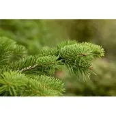 Pflanzen für Dich Abies Nordmanniana Nordmanntanne 80–100 cm
