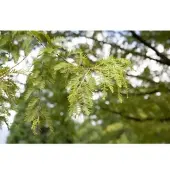 Pflanzen für Dich Metasequoia Glyptostroboides Urweltmammutbaum 175–200 cm