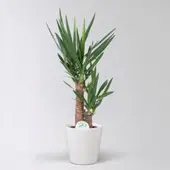 Pflanzen-Kölle Palmlilie in Topf Dallas, Topf-Ø 17 cm, Höhe ca. 60-80 cm