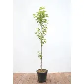 Pflanzen für Dich Diospyros kaki 'Vaniglia', Kaki Kakipflaume, 125–150 cm