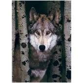 Eurographics Gray Wolf 1000pcs, 1000 Stück(e), Tiere