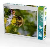 CALVENDO Biene auf Marguerite 1000 Teile Puzzle hoch 480x640mm, Bangert Mark; 7344056
