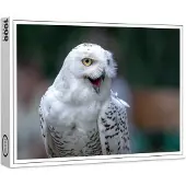 Raxxa Premium-Puzzle "Schneeeule (Bubo scandiacus)", 1000 Teile