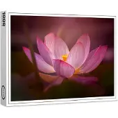 Raxxa Premium-Puzzle "Wasserrose", 1000 Teile
