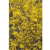 Pflanzen für Dich Forsythia Lynwood Goldglöckchen Leuchtend Gelb 125–150 cm